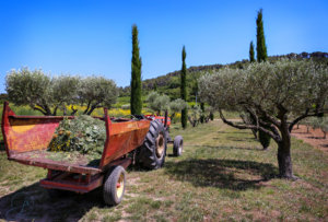 Wine and food trip Provence