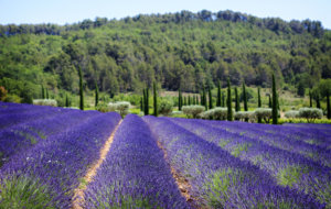 Wine and food trip Provence