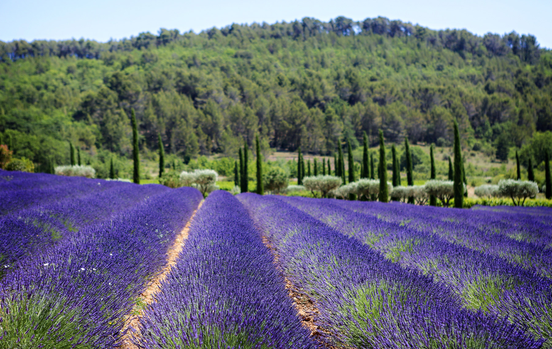 Join our wine and food trip to Provence for an unforgettable experience