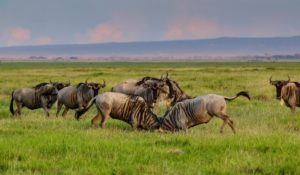 Tanzania trip wildebeest migration