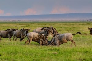 Tanzania trip wildebeest migration