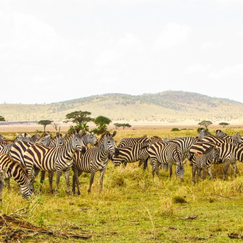 Tanzania zebras