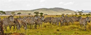 Safari trip to Tanzania