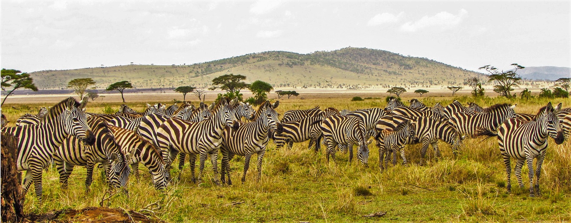 Safari trip to Tanzania
